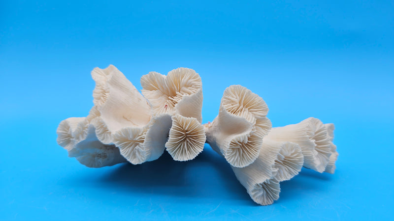 Vintage Candy Cane Coral specimen for coastal home decor - natural marine piece