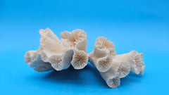 Vintage Candy Cane Coral specimen for coastal home decor - natural marine piece