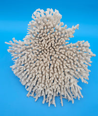 Vintage table coral specimen for coastal home decor - natural marine piece