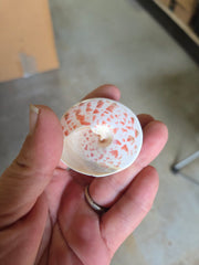 Polished Trochus Nioliticus Shell 2