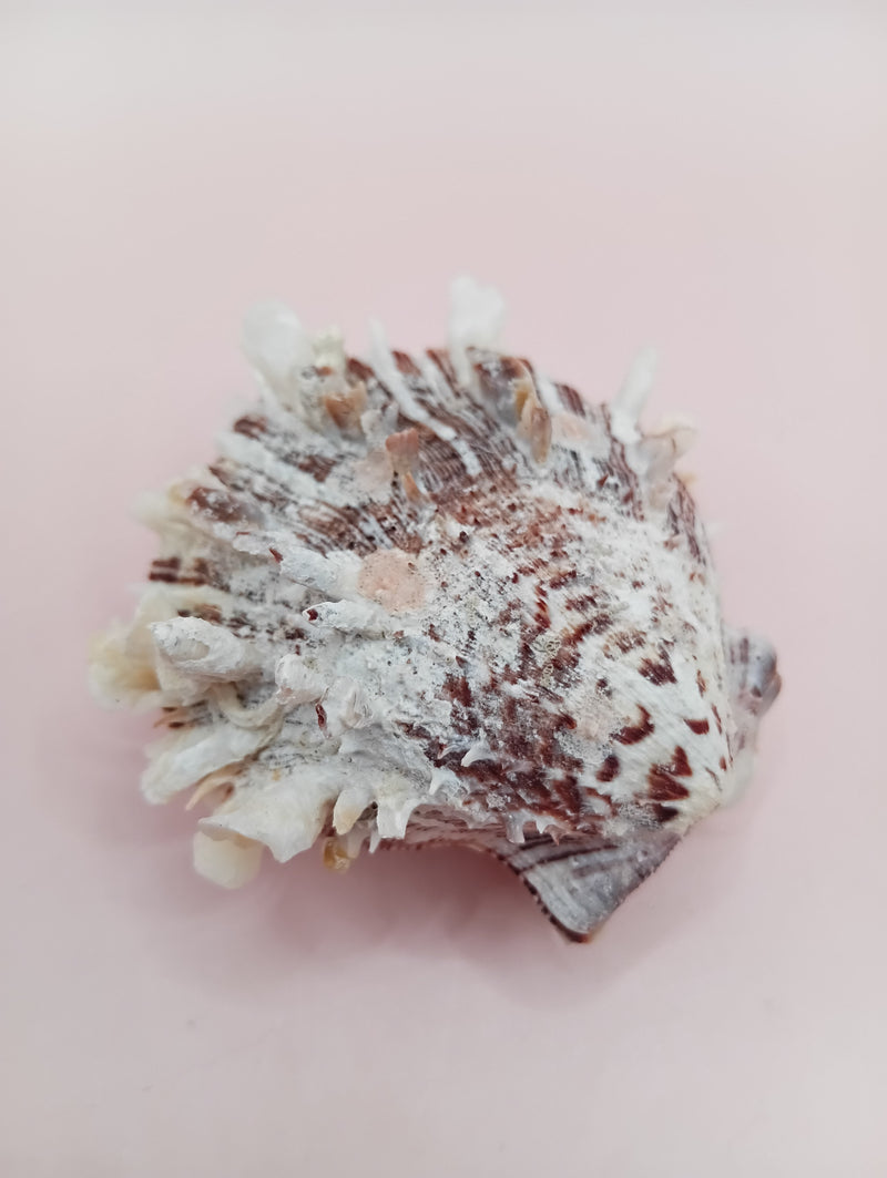 2.1" Spondylus shell with spiny texture and soft pink tones, no hinge