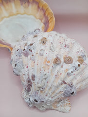 Natural Orange Lion's Paw Seashell Pair – 5.1