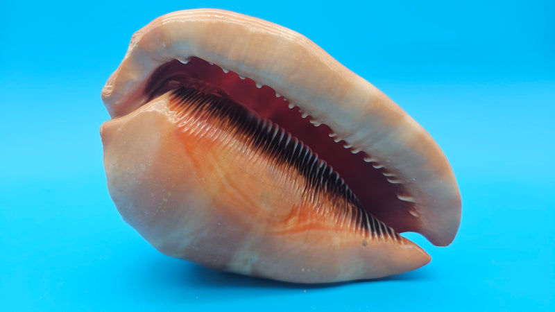Bullmouth Helmet Shell 6.5" Cypraecassis rufa Display with Bold Spiral and Earthy Tones