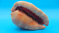 Bullmouth Helmet Shell 6.5