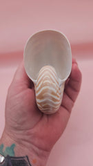 3.5-inch natural nautilus shell with smooth spiral pattern and creamy pearlescent finish.