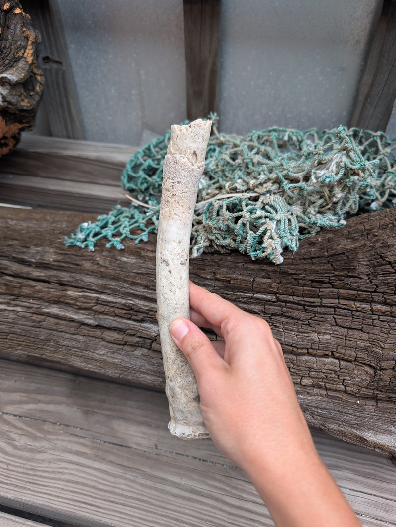 Australian Watering Pot - Brechites australis (tube like Shell)