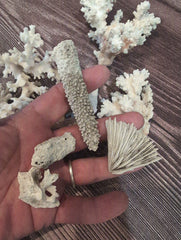 DIRTY Unbleached- Mixed White Coral Pieces Crafting Assortment- Broken Scrap Lot