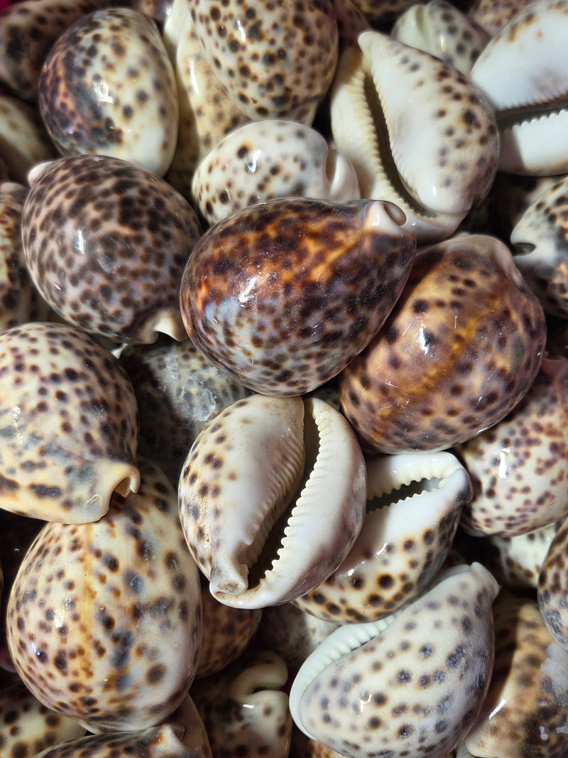 Tiger Cowrie Seashells- Cypraea Tigris Grade A
