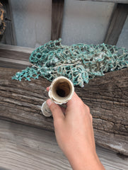 Australian Watering Pot - Brechites australis (tube like Shell)