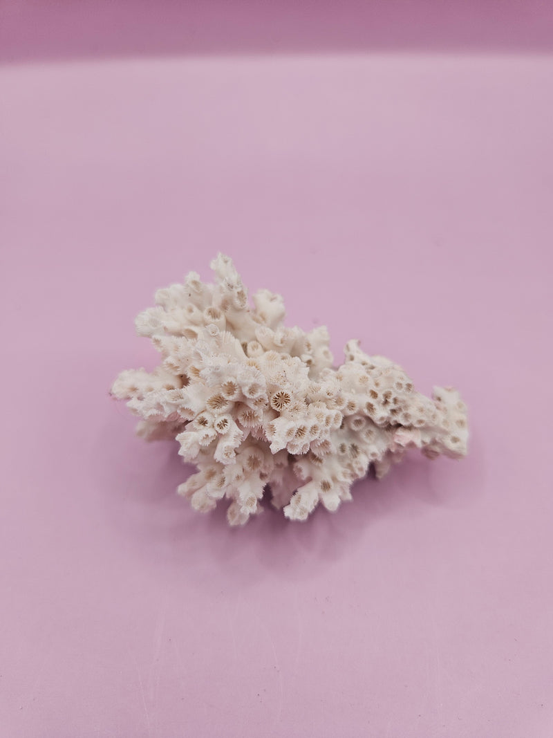 Rare juvenile Ivory Bush Coral, 2.5 inches in size, collected from the Flower Gardens Reef.