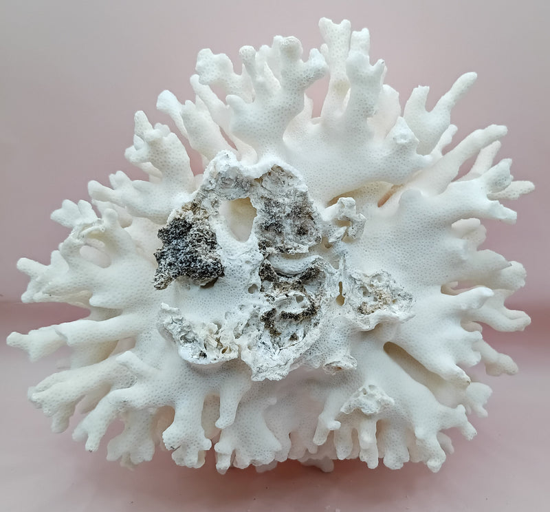 Vintage white Elkhorn Coral with natural branch texture – 9 x 5.5 x 8.5 inches coastal display decor