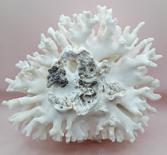 Vintage white Elkhorn Coral with natural branch texture – 9 x 5.5 x 8.5 inches coastal display decor