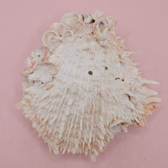 Cream hinged Spondylus shell with barnacle growth and textured spines, 4.7 inches long on a pink background