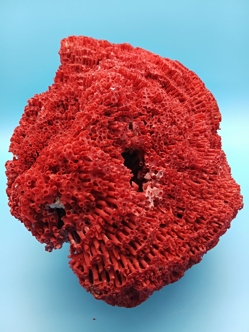 Vintage Red Pipe Coral 13x7.5x5.5 (Tubipora musica) Ocean Collectible