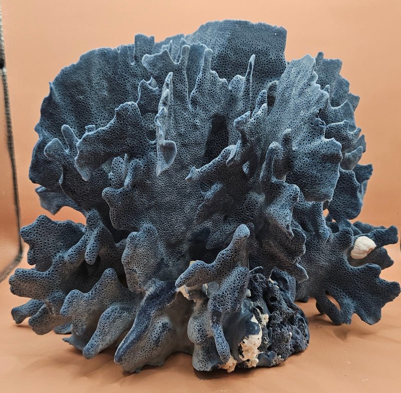 Natural Blue Ridge Coral specimen with rich blue coloration and vertical ridge-like structures, ideal for marine décor, coastal interiors, or aquarium-themed styling