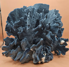 Natural Blue Ridge Coral specimen with rich blue coloration and vertical ridge-like structures, ideal for marine décor, coastal interiors, or aquarium-themed styling