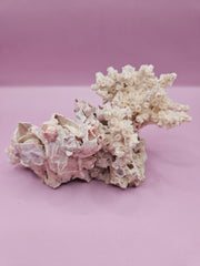 Juvenile Ivory Bush Coral and barnacle from the Gulf of Mexico’s Flower Gardens Reef