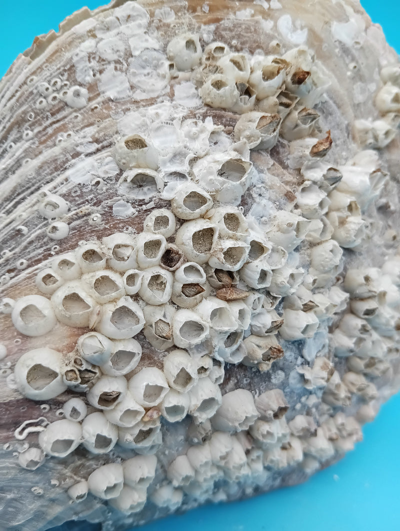Close-up of barnacle details on rigid pen shell 8.4" – coastal display shel