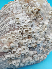 Close-up of barnacle details on rigid pen shell 8.4