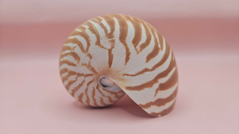 3.5-inch natural nautilus shell with smooth spiral pattern and creamy pearlescent finish.