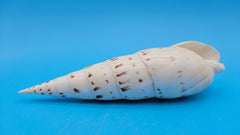 Polished Marlin Spike display shell for coastal home decor – premium natural specimen 7.2