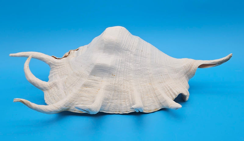 Extra large mutant Lambis truncata display shell for coastal home decor - premium natural specimen