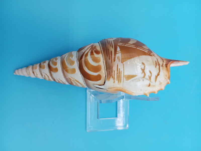 5" carved Tibia shell with sailboat coastal scene