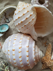 Spotted Tonna Shells (Tonna Tesselata)