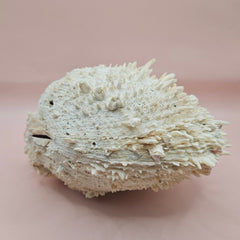 8-inch white Spondylus shell with spiky texture, shown open and closed on a soft pink background