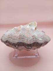 Natural Lion's Paw seashell pair measuring 5 by 5.1 inches with coastal texture and marine encrustations