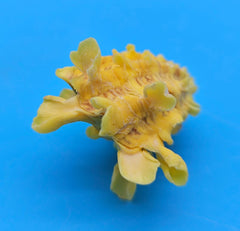 Golden yellow Cardium cardita shell with spiny texture from Bantayan Island for coastal décor display, approx. 1.3 inches