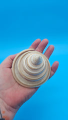 Strawberry Pearl Trochus Cut Shell 3.4
