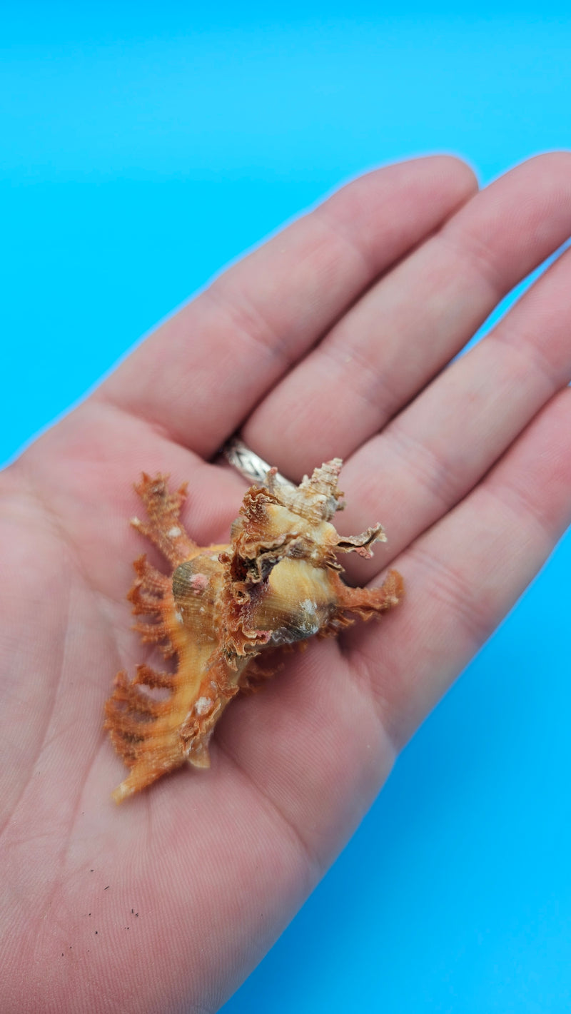  Murex crocatus shell, 2.1 inches, orange spiny fronds with intricate ridges, from Zambales, Philippines.