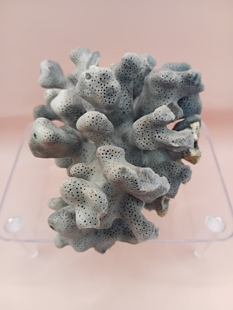 Vintage Blue Ridge Coral with blue-grey texture – 4.8 inch coastal display decor piece
