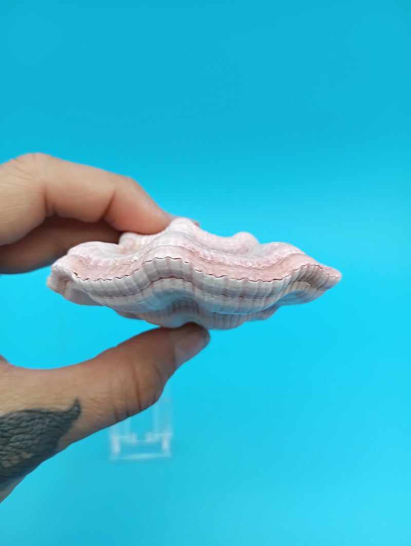 Swiftopecten swiftii scallop display shell pair 3.6 x 3.0 for coastal decor