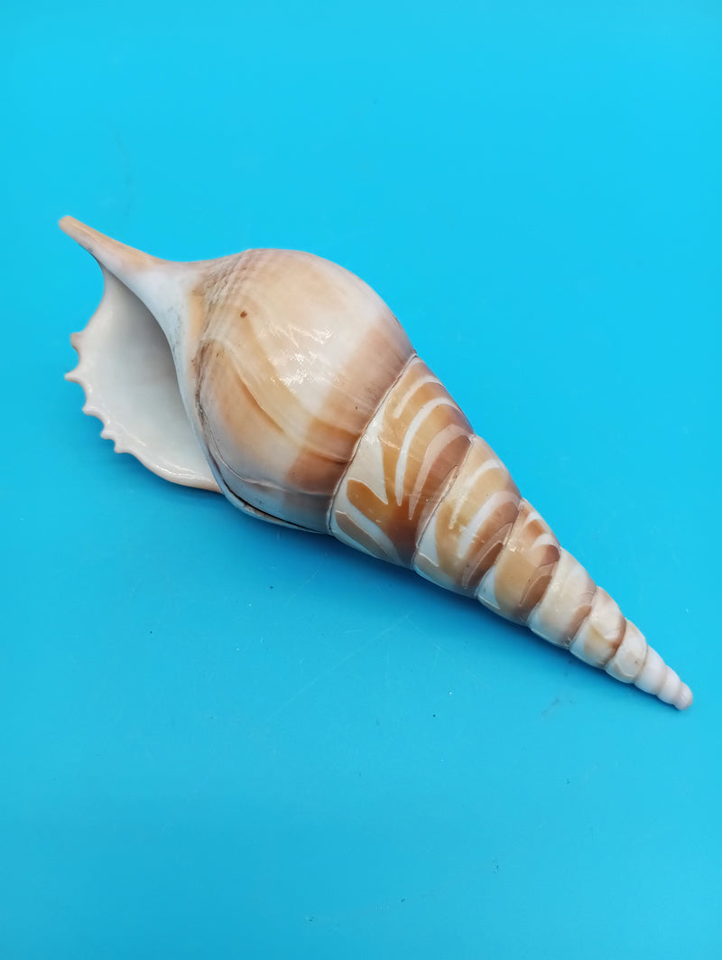 5" carved Tibia shell with lighthouse scene and seabirds