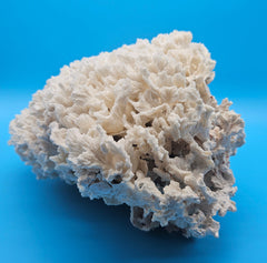 Merulina Coral 18.25