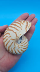 Tiger Nautilus Shell – Striking Natural Ocean Decor 3