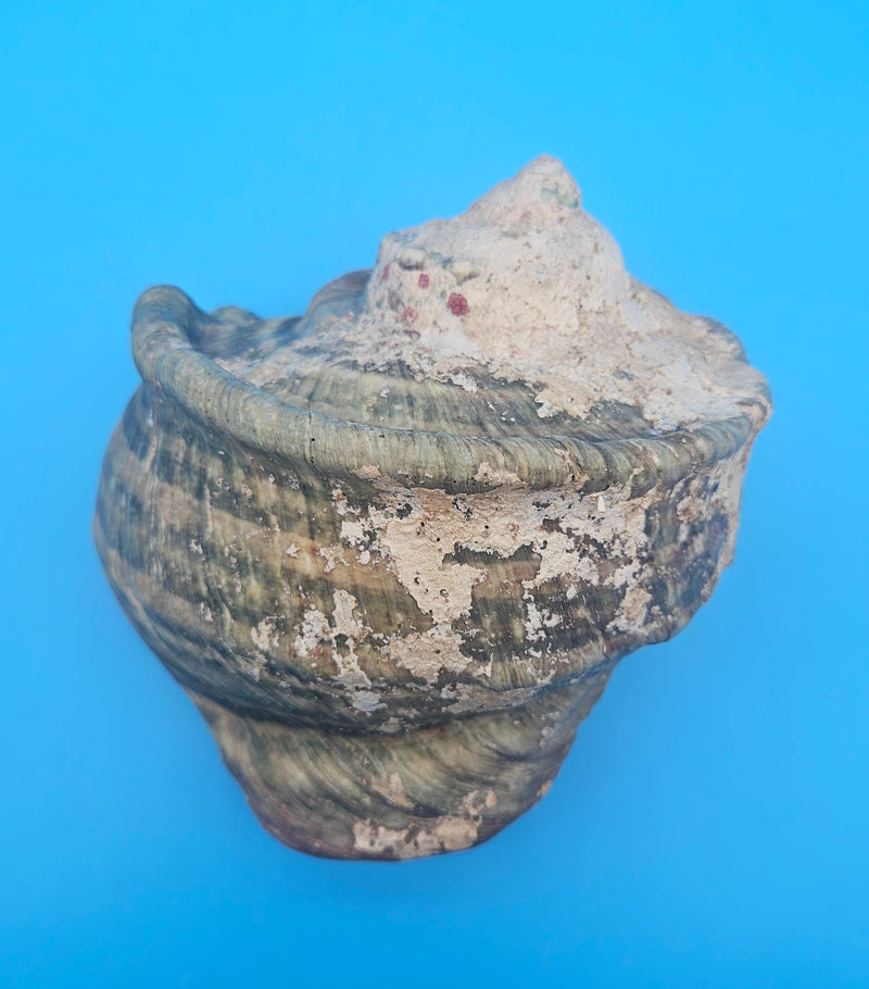 Large raw green Marmoratus Turban display shell for coastal home decor - premium natural specimen
