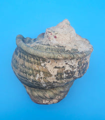 Large raw green Marmoratus Turban display shell for coastal home decor - premium natural specimen