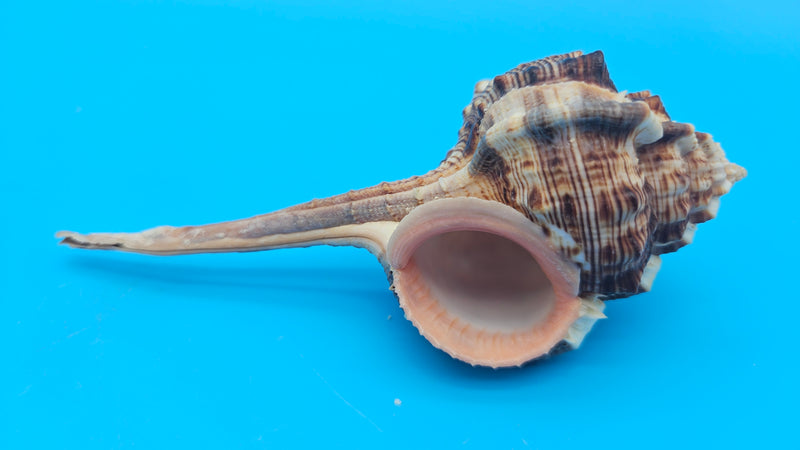  Bill Snipe shell with long tapered siphonal canal and dark brown ridges on a light cream base, placed on blue background