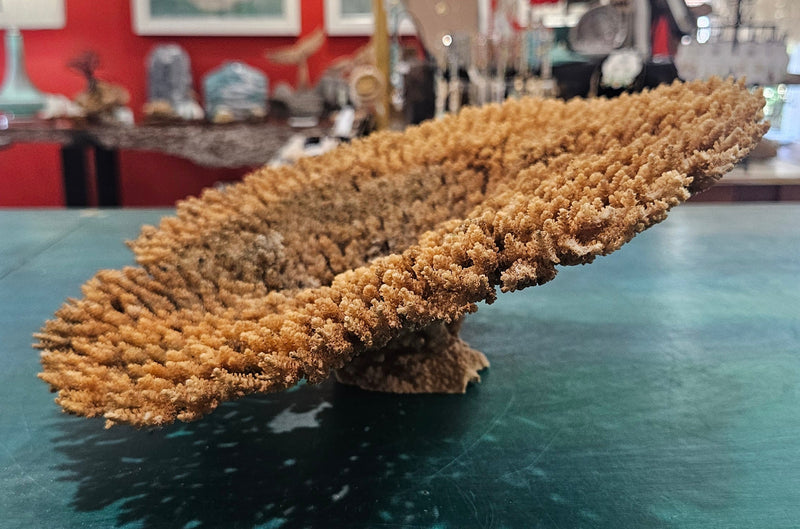 Natural dried table coral specimen with dense, beige-colored branching, ideal for coastal home décor, beach wedding centerpieces, or marine-themed interior styling
