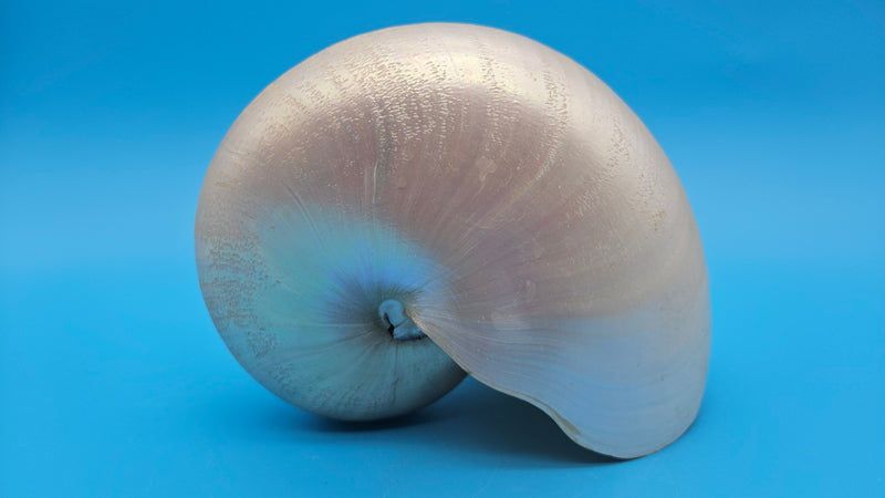 Polished Pearl Nautilus Shell Display – 6.5"