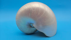 Polished Pearl Nautilus Shell Display – 6.5
