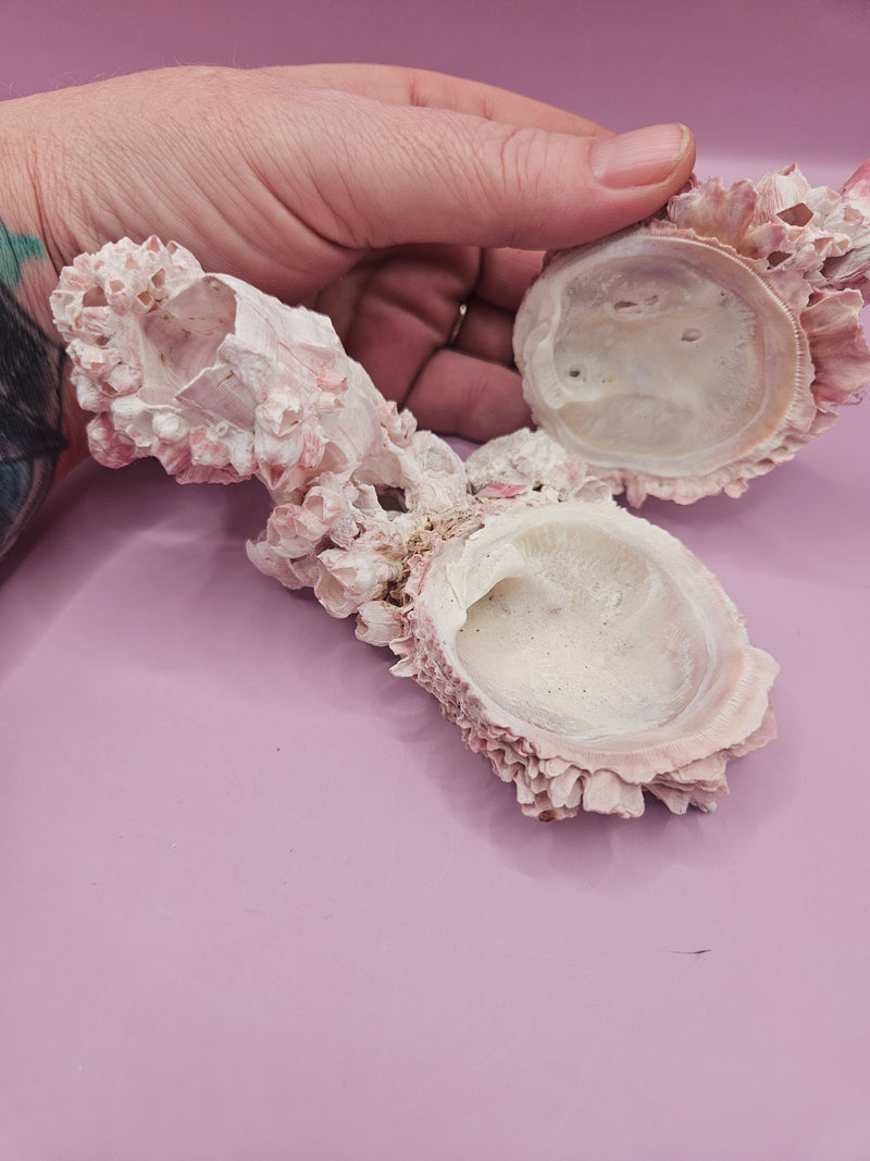 Barnacle with Yellow Jewel Box Shell, measuring 3.6"x3", collected from the Gulf of Mexico.