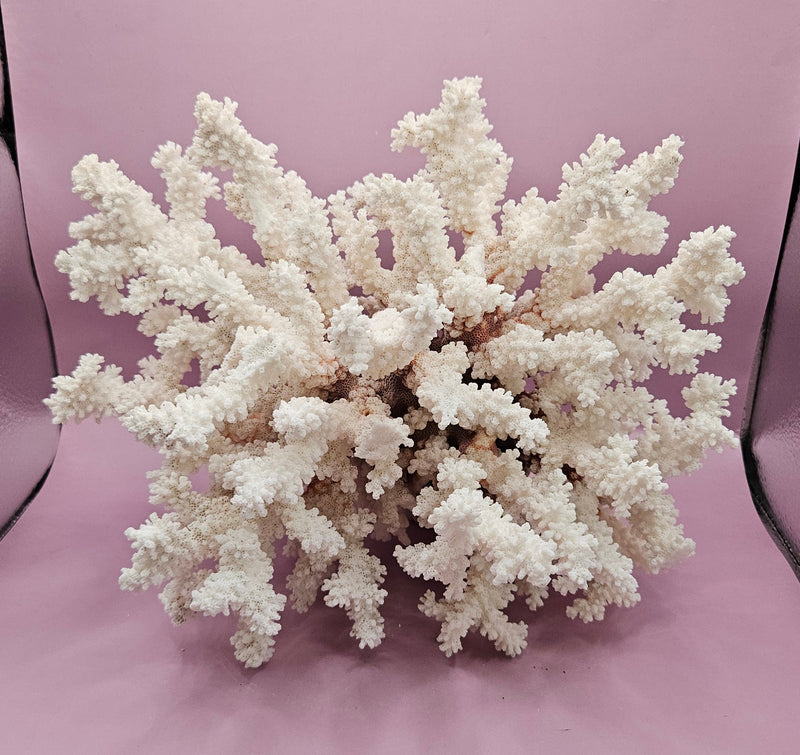 Vintage brownstem coral natural specimen for coastal deco