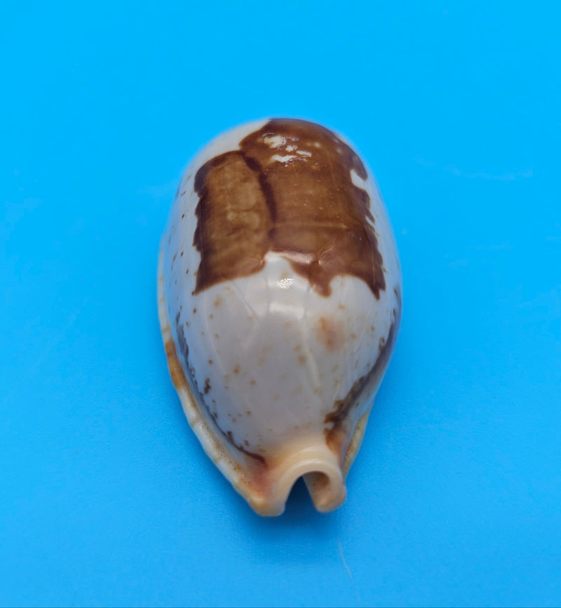 Bistolida Solidarity cowrie shell, creamy base with brown markings, 1.4 inches, smooth glossy surface and ridged teeth