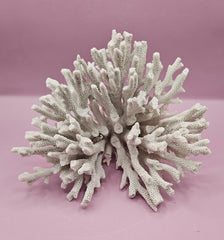  Authentic Elkhorn coral with beautiful organic textures and shapes