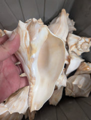 North Atlantic Knobbed Whelk- Edged