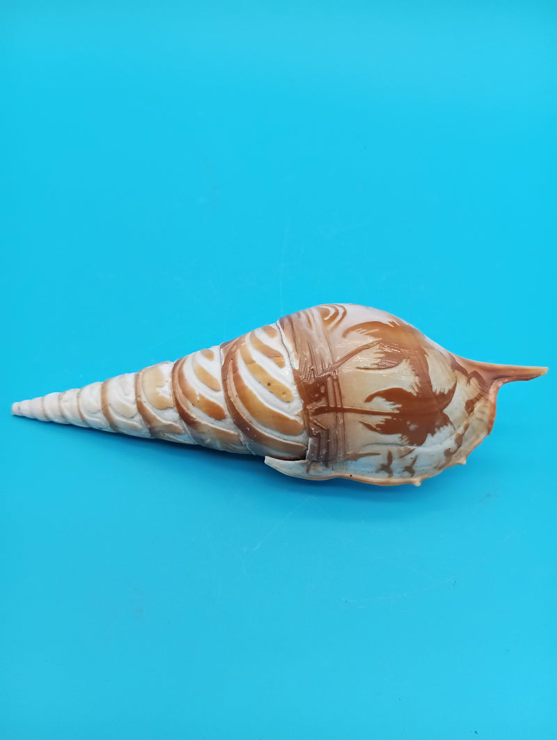 5.3" carved Tibia shell with palm tree coastal scene